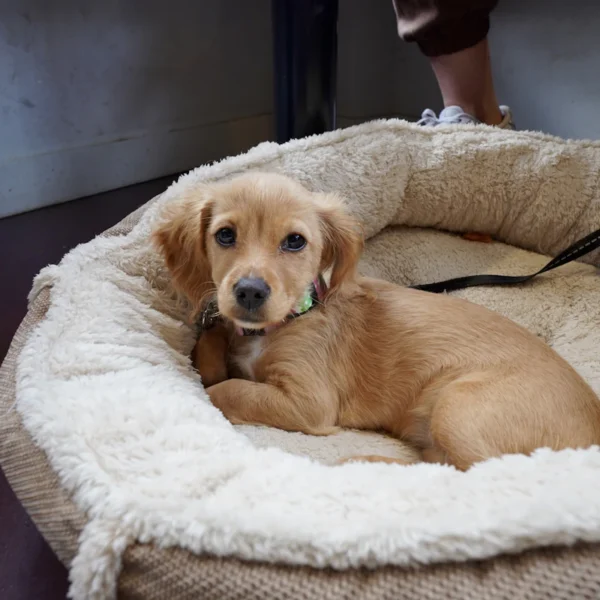 Cozy Donut Dog Bed — Pet Supplies at Mega Sale